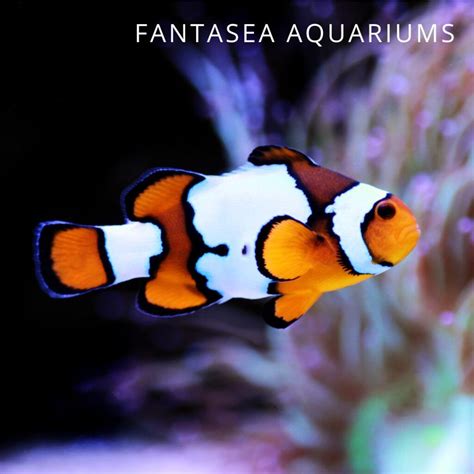 fantasea designer clownfish